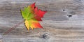 Single vibrant autumn maple leaf on rustic wood