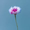 Delicate Cornflower Bloom with Pink and Blue Petals on Soft Blue Background Royalty Free Stock Photo