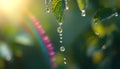 a green leaf with water droplets hanging from it Royalty Free Stock Photo