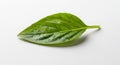 A single, vibrant green leaf rests on a white surface. It exhibits a smooth texture with several Royalty Free Stock Photo