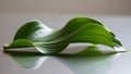 A single, vibrant green leaf with wavy edges rests on a reflective surface Royalty Free Stock Photo