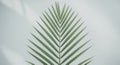 Minimalist Palm Leaf Silhouette on Soft Gray Background Royalty Free Stock Photo
