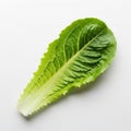 Fresh Green Romaine Lettuce Leaf Isolated on White Background Studio Shot Royalty Free Stock Photo