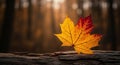 Single Vibrant Maple Leaf on a Rustic Log Illuminated by Dramatic Sun Rays Royalty Free Stock Photo