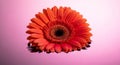 Vibrant Orange Gerbera Daisy Flower Against a Soft Pink Gradient Background bloom blossom Royalty Free Stock Photo