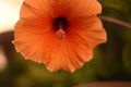 Single of orange hibiscus flowers Royalty Free Stock Photo