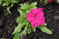 Single vibrant pink flower of petunia