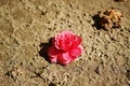 Single vibrant pink rose on a desert ground