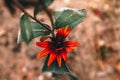 Single, vibrant red flower in bloom, with a black center and soft green leaves