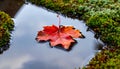 Fallen Autumn Leaf on a Mossy Puddle Royalty Free Stock Photo