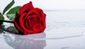 Red Rose with Water Drops, White Reflection Surface, Fresh Flower - AI Generated Royalty Free Stock Photo
