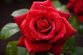 Single, vibrant red rose glistening with dew drops