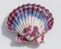 Colorful Scallop Shell with Purple Blue and White Stripes Detailed Texture Close Up Royalty Free Stock Photo