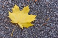 Single vibrant yellow autumn maple leaf