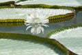 Single Victoria Amazonica - Amazon Waterlily