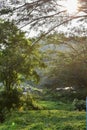 Lush forest greengreen Tree top Single vintage looking isolated in hill top with red green trees lonely winter autumn spring