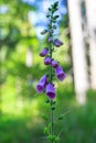 Single violet bell flower closeup