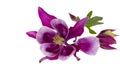 Single violet flower of Aquilegia vulgaris isolated on white background, close up