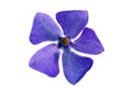 Single violet flower.Closeup on white background. Isolated .