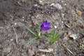 Single violet flower of crocus