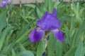 Single violet flower of Iris germanica Royalty Free Stock Photo