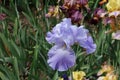 Single violet flower of iris