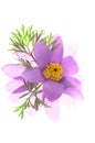 Single violet flower