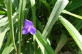 Single flower of spiderwort in May