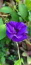 Single Violet Garden Flower Common in Philippines Royalty Free Stock Photo