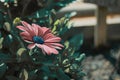 a single violet osteospermum flower