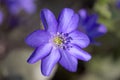 Single violet spring flower Anemone hepatica in the garden Royalty Free Stock Photo