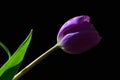 Single violet tulip flower with green leaves visible on black background Royalty Free Stock Photo