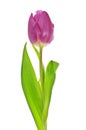 Single violet tulip