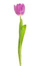 Single violet tulip
