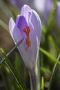 Fresh tulip close up Royalty Free Stock Photo