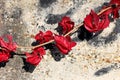 Single Virginia creeper or Parthenocissus quinquefolia climber plant with decorative bright red leaves growing over concrete wall