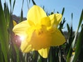 A single vivid bright yellow daffodil blooming in spring against a bright blue sky with spring sunlight Royalty Free Stock Photo