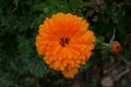 Single vivid orange marigold with soft blurred green foliage background