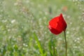 Single vivid red corn poppy growing in a field