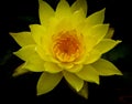 Single vivid yellow lotus flower in full bloom against dark background Royalty Free Stock Photo