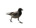 The single walking black and grey crow