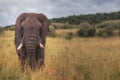 Single walking elephant