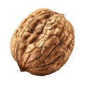 A Single Walnut Shell Isolated on a Black Background Royalty Free Stock Photo