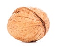 Single Walnut In A Shell Royalty Free Stock Photo