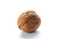 Single walnut on a white background Royalty Free Stock Photo