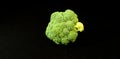 Single, washed, stalk of ripe on broccoli black background Royalty Free Stock Photo