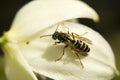 Single wasp on flower petals - closeup and details
