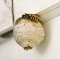 Single wasp building nest