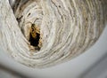 A single wasp coming out of a wasp nest