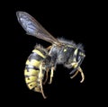 Single wasp isolated on black